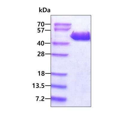 SDS-PAGE Recombinant Human p38 gamma/SAPK3 His Protein