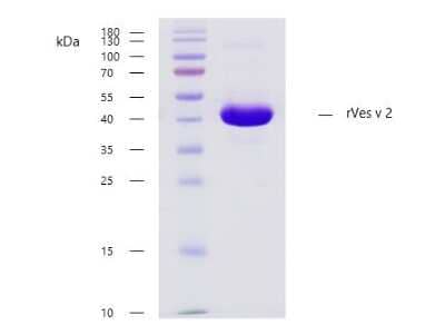 SDS-Page: Recombinant Insect rVes v 2 Strep (N-Term) Protein [NBP3-07894] - Recombinant allergen rVes v 2 purity verification. 5 ug of rVes v 2 with > 95 % purity checked by Coomassie Brilliant Blue stained SDS-PAGE.