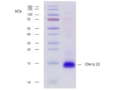 SDS-Page: Recombinant Invertebrate D. pteronyssinus 23.0101 Strep (N-Term) Protein [NBP3-06729] - Recombinant allergen D. pteronyssinus 23.0101 purity verification. 5 ug of D. pteronyssinus 23.0101 with > 95 % purity checked by Coomassie Brilliant Blue stained SDS-PAGE.