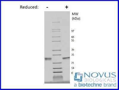 SDS-Page: Recombinant Monkey EBI3 Protein [NBP2-76179] - 1 ug in each lane (-) non-reducing conditions and (+) reducing conditions in a 4-20% Tris-Glycine gel.