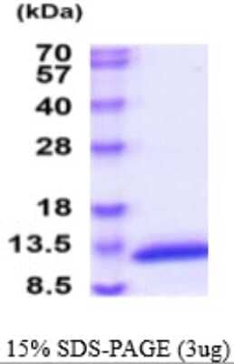 SDS-Page: Recombinant Mouse CAMK2N1 Protein [NBP2-59577] - 15% SDS-PAGE (3ug)
