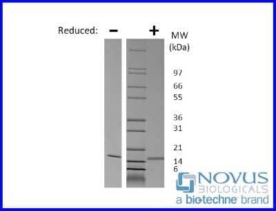 SDS-Page: Recombinant Mouse CD40 Ligand/TNFSF5 Protein [NBP2-76185] - 1 ug in each lane (-) non-reducing conditions and (+) reducing conditions in a 4-20% Tris-Glycine gel.