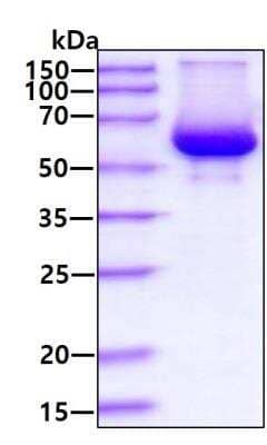 SDS-Page: Recombinant Mouse Carboxylesterase 1/CES1 Protein [NBP2-77364] - 3ug by SDS-PAGE under reducing condition and visualized by coomassie blue stain.