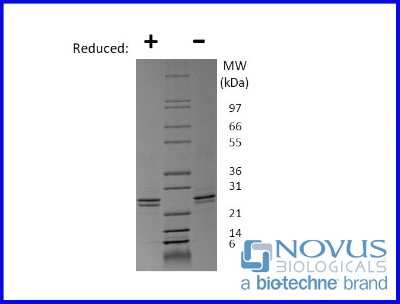 SDS-Page: Recombinant Mouse FGF-9 Animal-Free Protein [NBP2-76181] - 1 ug in each lane (-) non-reducing conditions and (+) reducing conditions in a 4-20% Tris-Glycine gel.