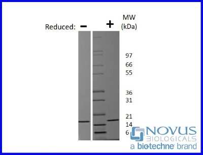 SDS-Page: Recombinant Mouse FGF basic/FGF2 Animal-Free Protein [NBP2-76182] - 1 ug in each lane (-) non-reducing conditions and (+) reducing conditions in a 4-20% Tris-Glycine gel.