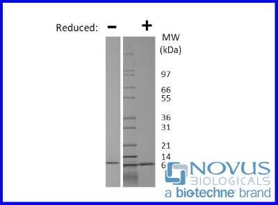 SDS-Page: Recombinant Mouse FIZZ1/RELM alpha Protein [NBP2-76262] - 1 ug in each lane (-) non-reducing conditions and (+) reducing conditions in a 4-20% Tris-Glycine gel.