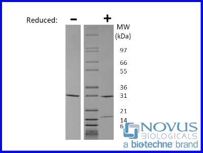 SDS-Page: Recombinant Mouse GDNF Animal-Free Protein [NBP2-76252] - 1 ug in each lane (-) non-reducing conditions and (+) reducing conditions in a 4-20% Tris-Glycine gel.