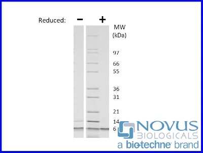 SDS-Page: Recombinant Mouse IGF-II Animal-Free Protein [NBP2-76217] - 1 ug in each lane (-) non-reducing conditions and (+) reducing conditions in a 4-20% Tris-Glycine gel.