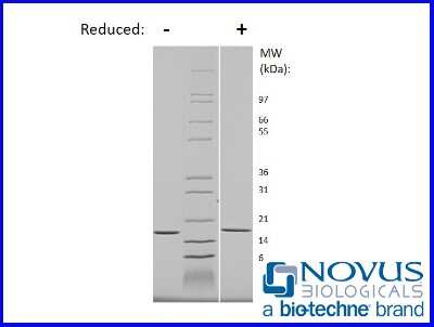 SDS-Page: Recombinant Mouse IL-1 alpha/IL-1F1 Animal-Free Protein [NBP2-76212] - 1 ug in each lane (-) non-reducing conditions and (+) reducing conditions in a 4-20% Tris-Glycine gel.