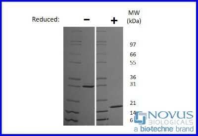 SDS-Page: Recombinant Mouse IL-17F Animal-Free Protein [NBP2-76309] - 1 ug in each lane (-) non-reducing conditions and (+) reducing conditions in a 4-20% Tris-Glycine gel.