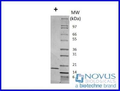 SDS-Page: Recombinant Mouse IL-2 Animal-Free Protein [NBP2-76177] - 1 ug run under (+) reducing conditions in a 4-20% Tris-Glycine gel.