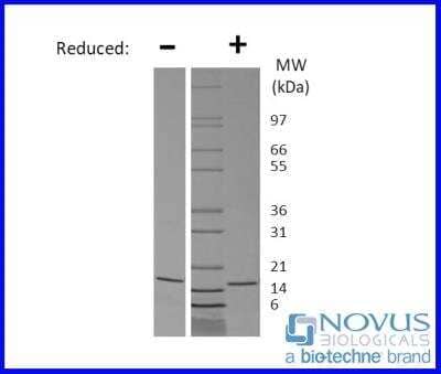 SDS-Page: Recombinant Mouse IL-21 Animal-Free Protein [NBP2-78045] - 1 ug run under (-) non-reducing and (+) reducing conditions in a 4-20% Tris-Glycine gel. 