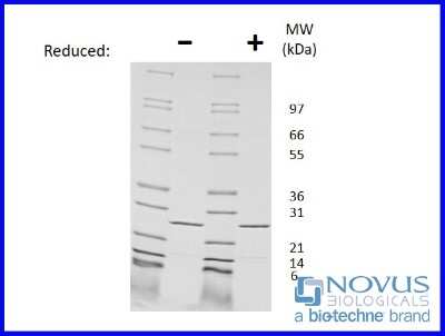 SDS-Page: Recombinant Mouse IL-27 Protein [NBP2-76310] - 1 ug in each lane (-) non-reducing conditions and (+) reducing conditions in a 4-20% Tris-Glycine gel.