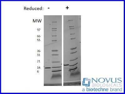 SDS-Page: Recombinant Mouse IL-3 Animal-Free Protein [NBP2-76196] - 1 ug in each lane (-) non-reducing conditions and (+) reducing conditions in a 4-20% Tris-Glycine gel.