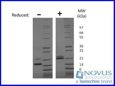 SDS-Page: Recombinant Mouse IL-33 Animal-Free Protein [NBP2-76257] - 1 ug in each lane (-) non-reducing conditions and (+) reducing conditions in a 4-20% Tris-Glycine gel.