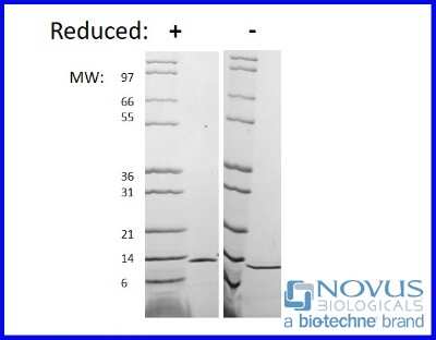 SDS-Page: Recombinant Mouse IL-4 Animal-Free Protein [NBP2-76270] - 1 ug in each lane (-) non-reducing conditions and (+) reducing conditions in a 4-20% Tris-Glycine gel.
