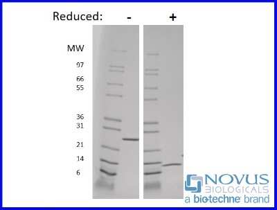 SDS-Page: Recombinant Mouse IL-5 Animal-Free Protein [NBP2-76269] - 1 ug in each lane (-) non-reducing conditions and (+) reducing conditions in a 4-20% Tris-Glycine gel.