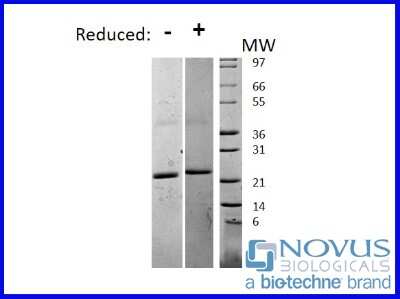 SDS-Page: Recombinant Mouse IL-6 Animal-Free Protein [NBP2-76192] - 1 ug in each lane (-) non-reducing conditions and (+) reducing conditions in a 4-20% Tris-Glycine gel.