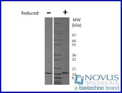 SDS-Page: Recombinant Mouse IL-7 Animal-Free Protein [NBP2-76191] - 1 ug in each lane (-) non-reducing conditions and (+) reducing conditions in a 4-20% Tris-Glycine gel.