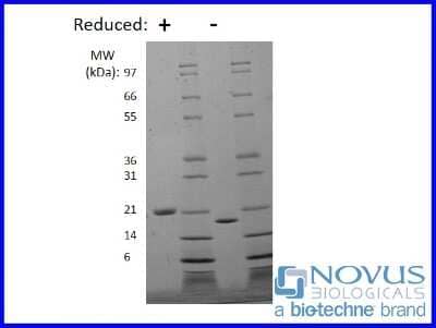 SDS-Page: Recombinant Mouse LIF Animal-Free Protein [NBP2-76258] - 1 ug in each lane (-) non-reducing conditions and (+) reducing conditions in a 4-20% Tris-Glycine gel.