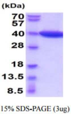SDS-Page: Recombinant Mouse Lactate Dehydrogenase B Protein [NBP2-59886] - 15% SDS-PAGE