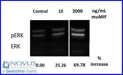 Bioactivity: Recombinant Mouse MIF Animal-Free Protein [NBP2-76224] - MIF induced P-ERK in RAW 264.7 cells.