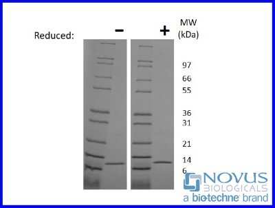 SDS-Page: Recombinant Mouse MIF Animal-Free Protein [NBP2-76224] - 1 ug in each lane (-) non-reducing conditions and (+) reducing conditions in a 4-20% Tris-Glycine gel.