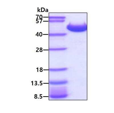 SDS-Page: Recombinant Mouse Prostatic Acid Phosphatase/ACPP His (C-Term) Protein [NBP3-05692] - 3ug by SDS-PAGE under reducing condition and visualized by coomassie blue stain