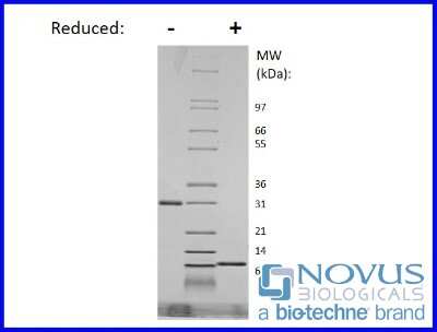SDS-Page: Recombinant Mouse RELM gamma Protein [NBP2-76306] - 1 ug in each lane (-) non-reducing conditions and (+) reducing conditions in a 4-20% Tris-Glycine gel.