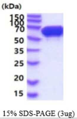 SDS-PAGE Recombinant Mouse STI1 His Protein