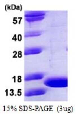 SDS-Page: Recombinant Mouse TNF-alpha Protein [NBP1-99049] - 15% SDS-PAGE (3ug)
