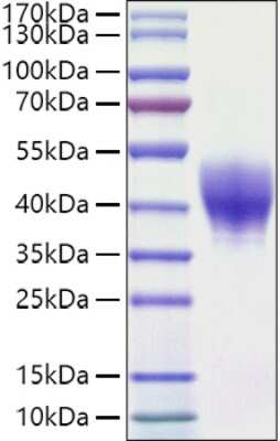 SDS-Page: Recombinant Mouse TROP-2 His (C-Term) Protein [NBP3-18209] - Recombinant Mouse TROP-2 Protein was determined by SDS-PAGE with Coomassie Blue, showing a band at 38-48kDa.