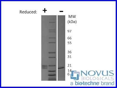 SDS-Page: Recombinant Mouse Thrombopoietin/THPO Animal-Free Protein [NBP2-76261] - 1 ug in each lane (-) non-reducing conditions and (+) reducing conditions in a 4-20% Tris-Glycine gel.