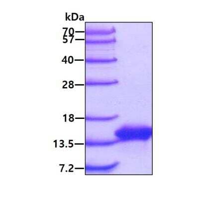 SDS-Page: Recombinant Mouse VAMP-7 His Protein [NBP2-59576] - 3ug by SDS-PAGE under reducing condition and visualized by coomassie blue stain.