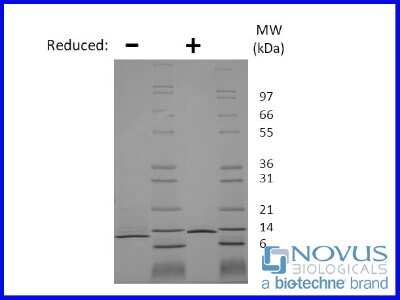 SDS-Page: Recombinant Mouse beta-NGF Protein [NBP2-76313] - 1 ug in each lane (-) non-reducing conditions and (+) reducing conditions in a 4-20% Tris-Glycine gel.