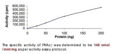 HPLC: Recombinant PKA C-gamma Protein [NBP1-99511]