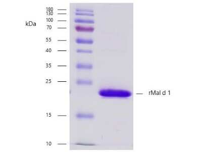 SDS-Page: Recombinant Plant Malus domestica 1.0101 Strep (N-Term) Protein [NBP3-06721] - Recombinant allergen Malus domestica 1.0101 purity verification. 5 ug of Malus domestica 1.0101 with > 95 % purity checked by Coomassie Brilliant Blue stained SDS-PAGE.
