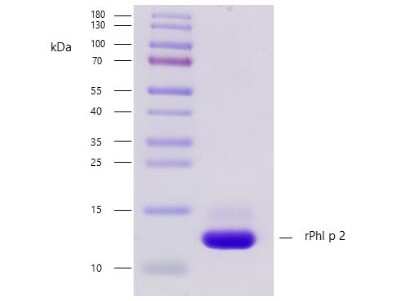 SDS-Page: Recombinant Plant Phleum pratense 2.0101 Strep (N-Term) Protein [NBP3-06726] - Recombinant allergen Phleum pratense 2.0101 purity verification. 5 ug of Phleum pratense 2.0101 with > 95 % purity checked by Coomassie Brilliant Blue stained SDS-PAGE.