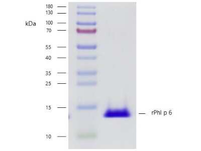SDS-Page: Recombinant Plant Phleum pratense 6.0101 Strep (N-Term) Protein [NBP3-06727] - Recombinant allergen Phleum pratense 6.0101 purity verification. 5 ug of Phleum pratense 6.0101 with > 95 % purity checked by Coomassie Brilliant Blue stained SDS-PAGE.