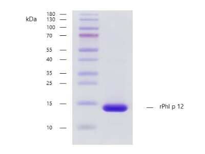 SDS-Page: Recombinant Plant rPhl p 12 Strep (N-Term) Protein [NBP3-07895] - Recombinant allergen rPhl p 12 purity verification. 5 ug of rPhl p 12 with > 95 % purity checked by Coomassie Brilliant Blue stained SDS-PAGE.