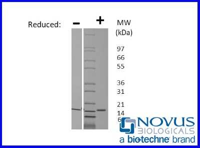 SDS-Page: Recombinant Porcine Flt-3 Ligand Protein [NBP2-76294] - 1 ug in each lane (-) non-reducing conditions and (+) reducing conditions in a 4-20% Tris-Glycine gel.