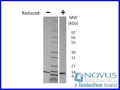 SDS-Page: Recombinant Porcine IL-4 Animal-Free Protein [NBP2-76287] - 1 ug in each lane (-) non-reducing conditions and (+) reducing conditions in a 4-20% Tris-Glycine gel.