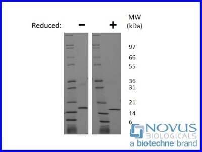SDS-Page: Recombinant Rat FGF basic/FGF2 Animal-Free Protein [NBP2-76206] - 1 ug in each lane (-) non-reducing conditions and (+) reducing conditions in a 4-20% Tris-Glycine gel.