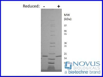 SDS-Page: Recombinant Rat IL-10 Animal-Free Protein [NBP2-76188] - 1 ug in each lane (-) non-reducing conditions and (+) reducing conditions in a 4-20% Tris-Glycine gel.