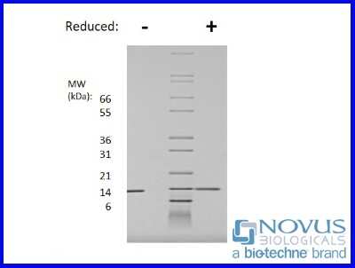 SDS-Page: Recombinant Rat IL-2 Animal-Free Protein [NBP2-76187] - 1 ug in each lane (-) non-reducing conditions and (+) reducing conditions in a 4-20% Tris-Glycine gel.
