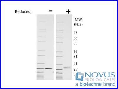 SDS-Page: Recombinant Rat IL-3 Animal-Free Protein [NBP2-76184] - 1 ug in each lane (-) non-reducing conditions and (+) reducing conditions in a 4-20% Tris-Glycine gel.