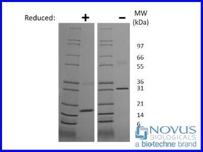 SDS-Page: Recombinant Rat M-CSF Animal-Free Protein [NBP2-76303] - 1 ug in each lane (-) non-reducing conditions and (+) reducing conditions in a 4-20% Tris-Glycine gel.