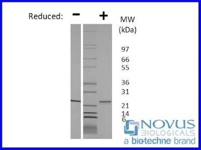 SDS-Page: Recombinant Rat Sonic Hedgehog/Shh Protein [NBP2-76298] - 1 ug in each lane (-) non-reducing conditions and (+) reducing conditions in a 4-20% Tris-Glycine gel.