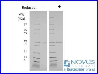 SDS-Page: Recombinant S. aureus Glutamyl endopeptidase Protein [NBP2-76180] - 1 ug in each lane (-) non-reducing conditions and (+) reducing conditions in a 4-20% Tris-Glycine gel.  Predicted MW of 28.9 kDa, but runs ~35 kDa.