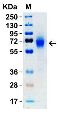 SDS-Page: Recombinant SARS-CoV-2 Spike (RBD+SD1+SD2) His (C-Term) Protein [NBP3-07951] - SDS-PAGE Validation with Spike Recombinant Protein. Loading: 1 ug Spike recombinant protein, NBP3-07951. Observed: 70kD